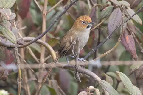 Black-throated Thistletail