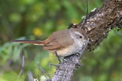 Pale-tailed Canastero