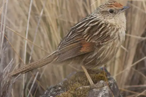 Scribble-tailed Canastero