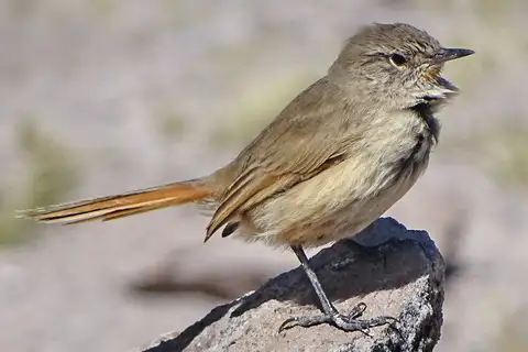 Cordilleran Canastero