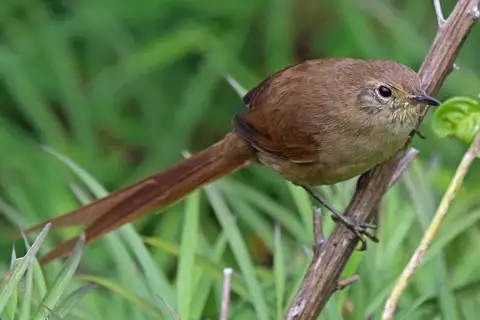 Itatiaia Spinetail