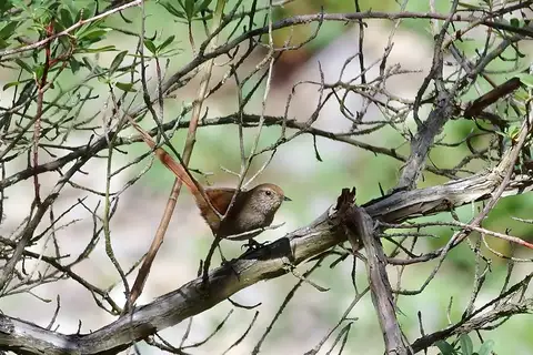 Rusty-fronted Canastero