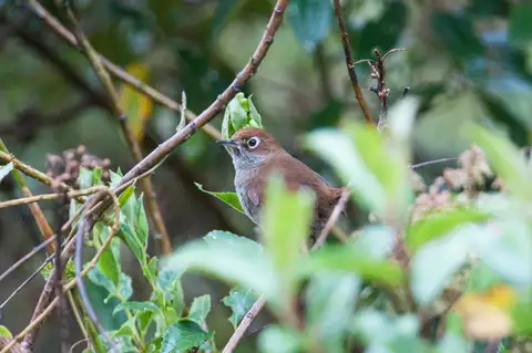 Eye-ringed Thistletail