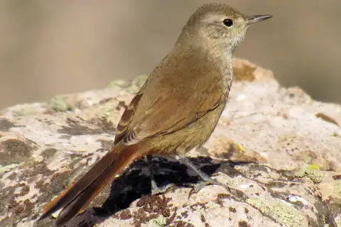 Sharp-billed Canastero