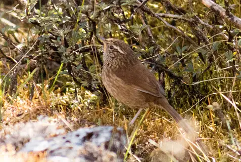 Line-fronted Canastero