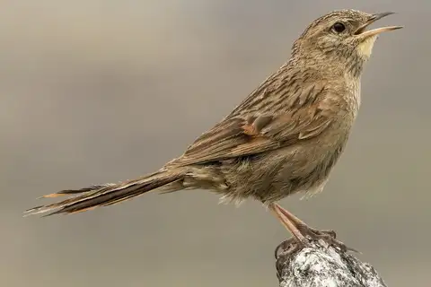 Streak-backed Canastero