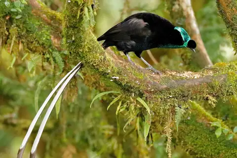 Ribbon-tailed Astrapia