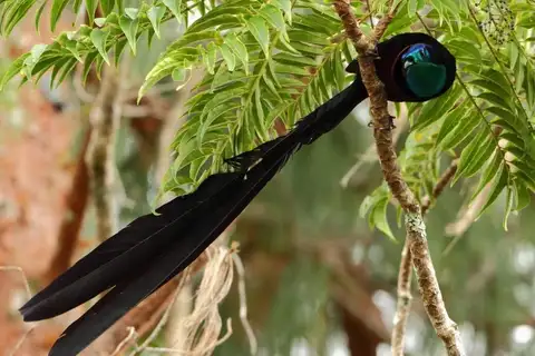 Princess Stephanie's Astrapia