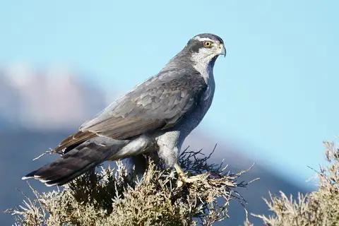 American Goshawk