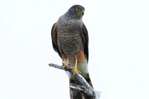 Chilean Hawk