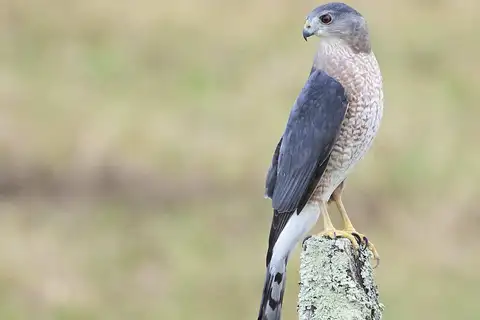 Cooper's Hawk
