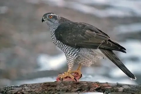 Eurasian Goshawk