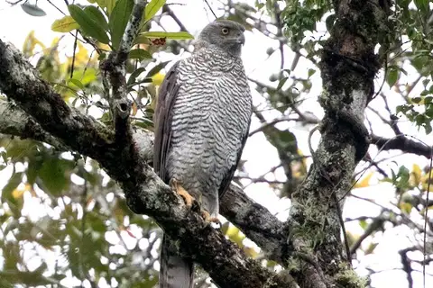Henst's Goshawk