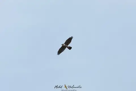 Meyer's Goshawk