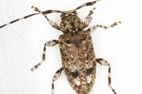 Variegated Longhorned Beetle