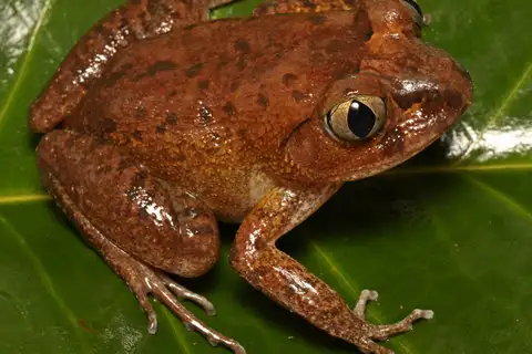 Western Night Frog