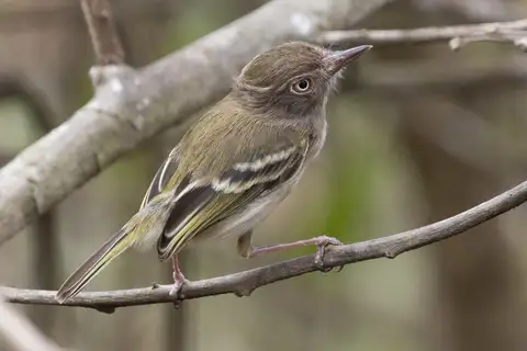 Pale-eyed Pygmy Tyrant