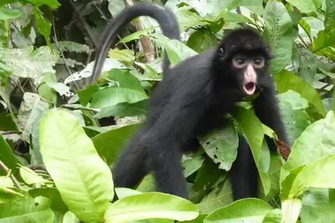 Black-faced Black Spider Monkey
