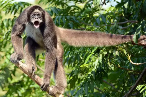 Long-haired spider monkey