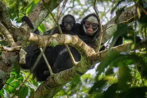 White-cheeked Spider Monkey