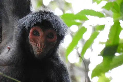 Guiana Spider Monkey