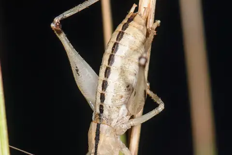 Coconino Shieldback