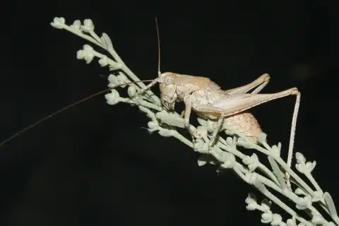 Western Shieldback