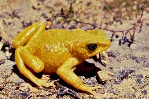 Azuay Stubfoot Toad