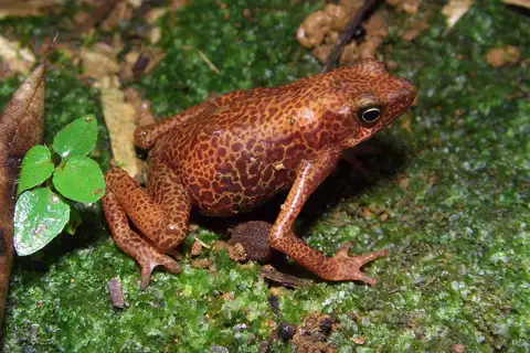 Cayenne Stubfoot Toad