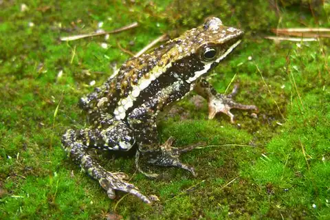 San Lorenzo Stubfoot Toad