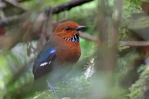 Rufous-headed Ground Roller
