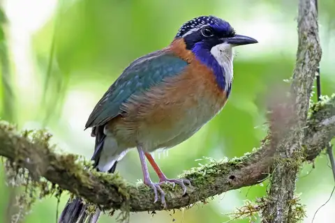 Pitta-like Ground Roller