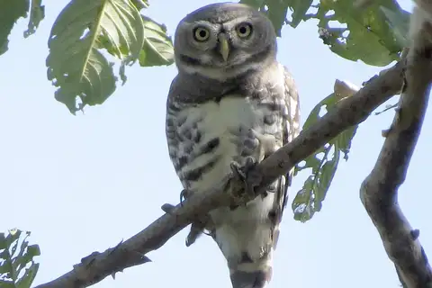 Forest Owlet