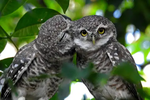 Spotted Owlet