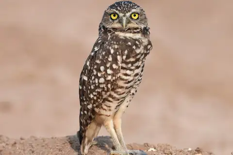 Burrowing Owl