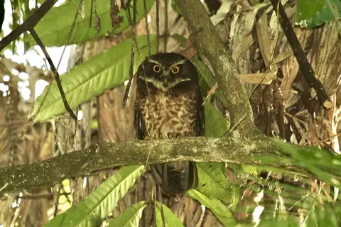 Guadalcanal Owl