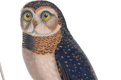 West Solomons Owl