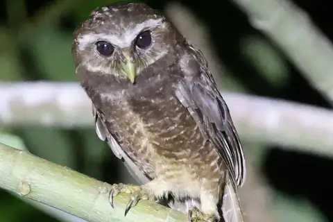 Malaita Owl