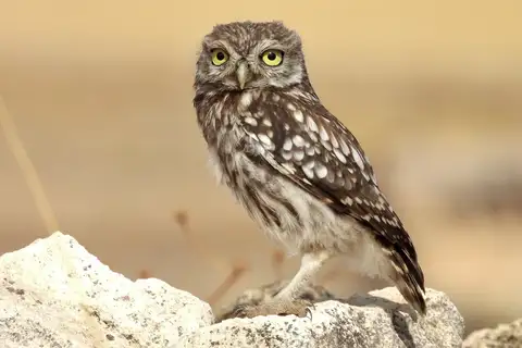 Little Owl