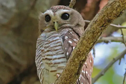 White-browed Owl