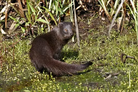 Marsh Mongoose