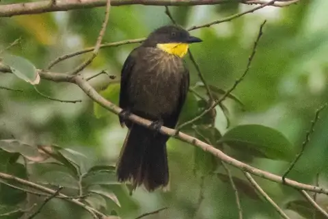 Yellow-gorgeted Greenbul