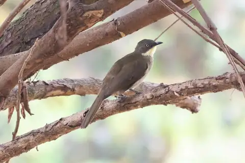 Pale-throated Greenbul