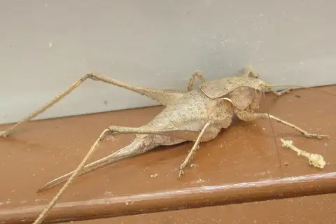 American Shieldback