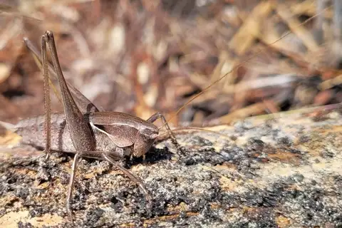 Gray Shieldback