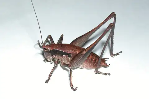 Robust Shieldback