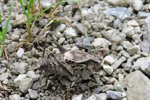 Least Shieldback