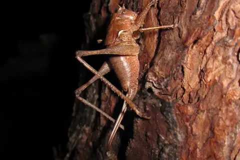 Southern Protean Shieldback