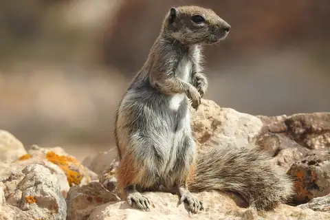Barbary Ground Squirrel