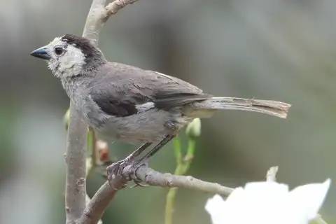 White-headed Brushfinch